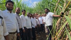 A I Technology gives new direction to sugarcane farming Minister Hasan Mushrifs visit